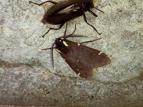 Opharus notata