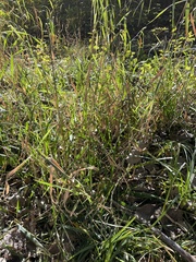 Paspalum pubiflorum