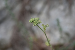 Cyathoselinum tomentosum