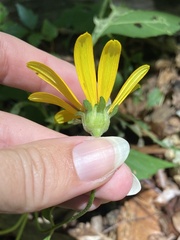 Heliopsis