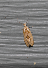 Aethes angustana