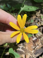 Heliopsis