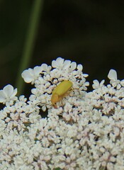 Cteniopus sulphureus
