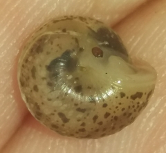 Hygromia cinctella
