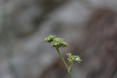 Cyathoselinum tomentosum