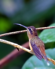 Phaethornis striigularis
