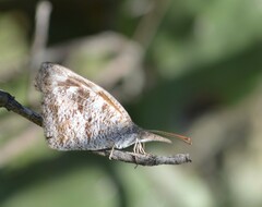 Libytheana carinenta mexicana