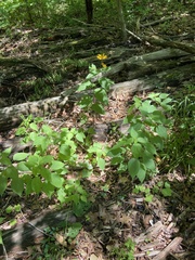 Heliopsis