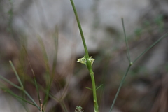 Cyathoselinum tomentosum