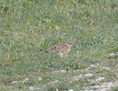 Lullula arborea