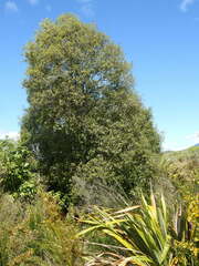 Pittosporum