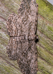 Anavitrinella pampinaria