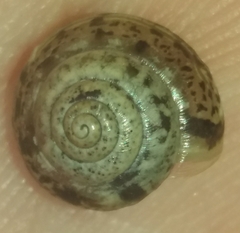 Hygromia cinctella