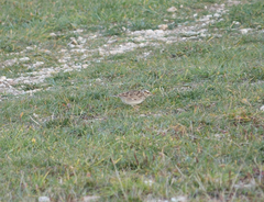 Lullula arborea