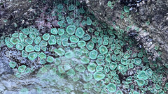 Anthopleura