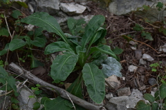 Pseudoturritis turrita