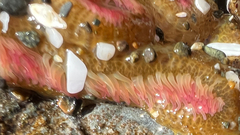 Anthopleura elegantissima