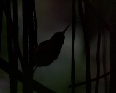 Ramphocaenus melanurus