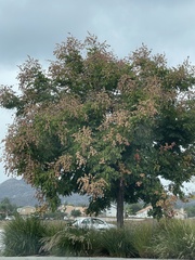 Koelreuteria