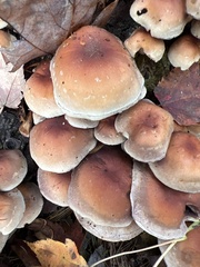 Hypholoma lateritium