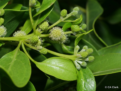Conocarpus erectus observed 2022-09-23