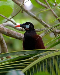 Psarocolius montezuma