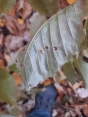 Acalitus ferrugineum