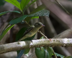 Empidonax virescens