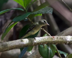 Empidonax virescens