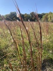 Andropogon