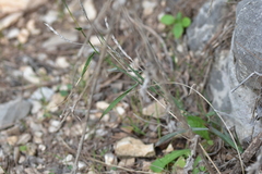 Cleistogenes serotina