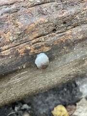 Reticularia