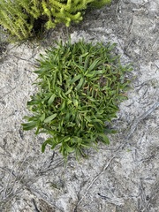 Plantago carnosa