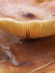 Basidiomycota