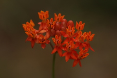 Asclepias lanceolata
