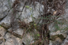 Cyathoselinum tomentosum