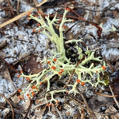 Cladonia leporina
