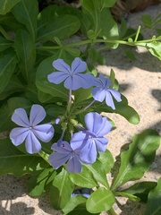 Plumbago
