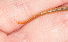 Henia vesuviana