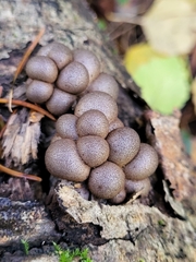Lycogala