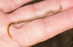 Henia vesuviana