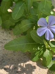 Plumbago