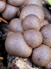 Lycogala