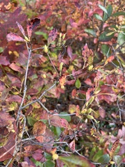 Rhododendron viscosum