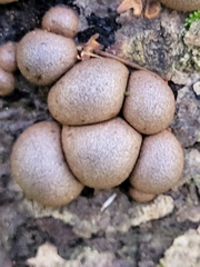 Lycogala