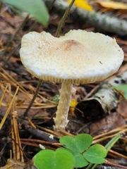Basidiomycota
