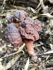 Gyromitra antarctica