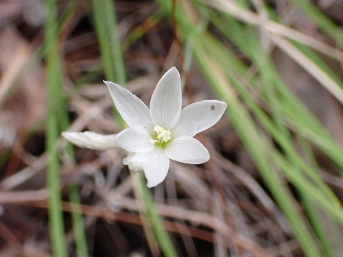 Image of Geissorhiza bryicola by (c) Ren Hoekstra, some rights reserved (CC BY)