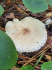 Basidiomycota