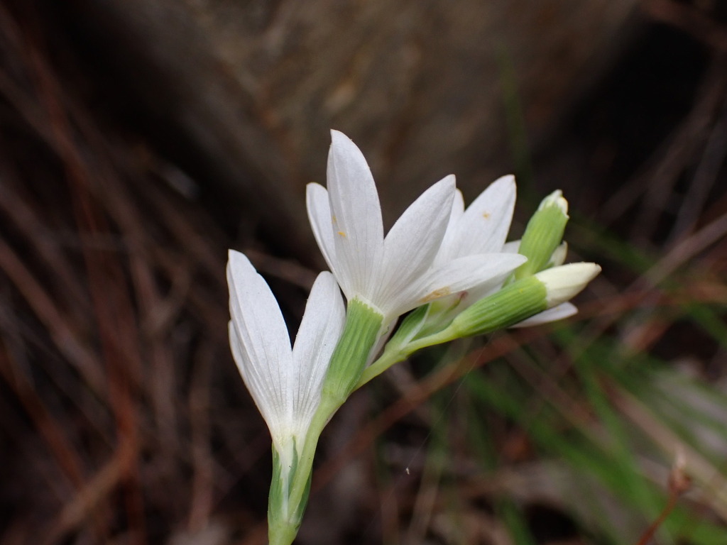 Geissorhiza bryicola, Overberg, Western Cape, South Africa